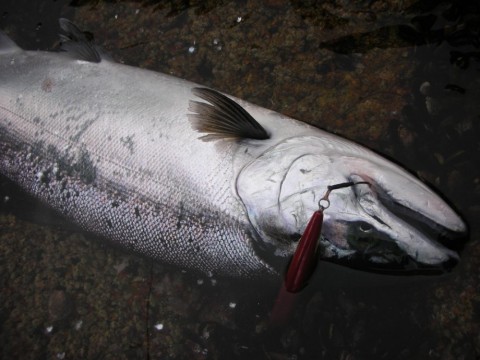 eshsvppdaxzuump4oo68_480_480-3316120c.jpg
