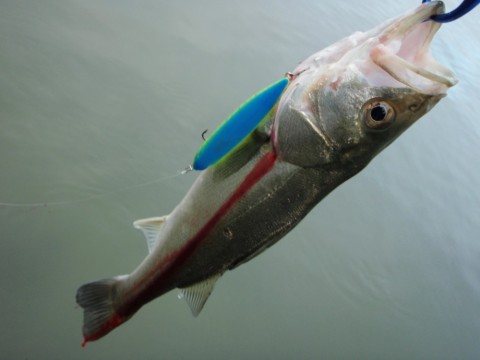etbadytuw6sj8uo7m38e_480_480-a3412b39.jpg