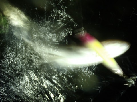 etedyhzxj49tpsm29s82_480_480-896b197e.jpg
