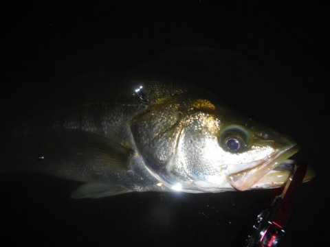 etk23ia9xst4xb9w8xku_920_690-cb30e253.jpg