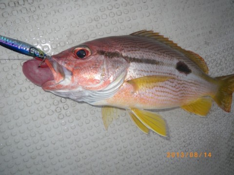etk77gfpmuckttxzt62w_480_480-64dc6e49.jpg