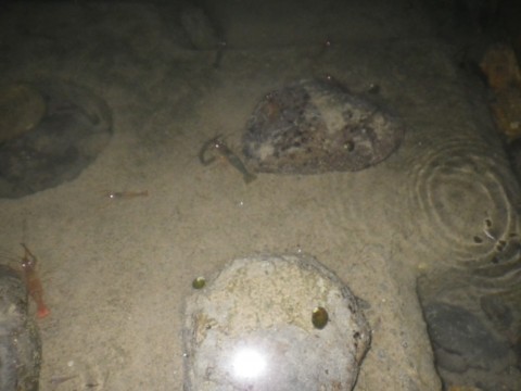 etyakcxghj2gtgegsd24_480_480-3e969793.jpg