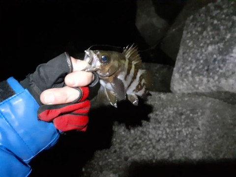 euhdetjwmuapraiptgi6_480_480-ca9ba273.jpg