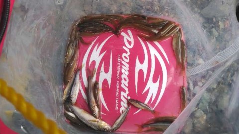 ev2ktngpgkat6edehmud_480_480-a037c4e4.jpg