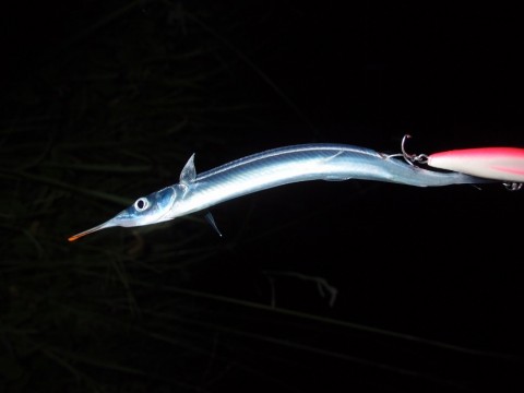 evxdaoo9d5257fuogvor_480_480-c751f620.jpg