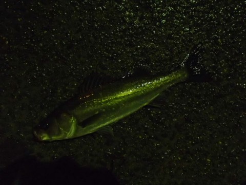 ewxxzxm7dtfd98j4whp2_480_480-c01bc471.jpg