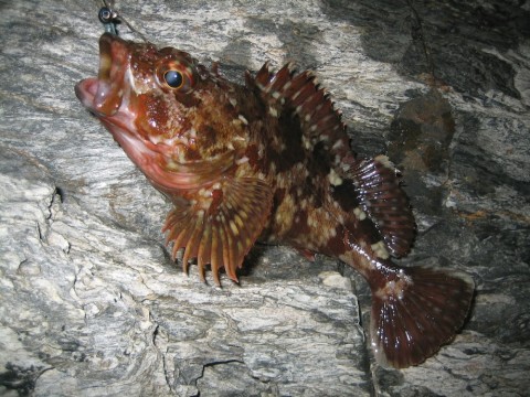 ex8cesoruo78ijzrie7s_480_480-75391806.jpg