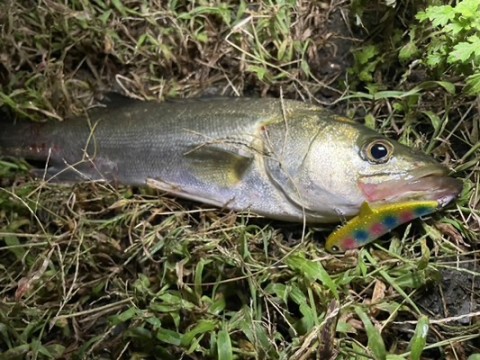 excgdjj88ppk59nddpb5_480_360-70313239.jpg