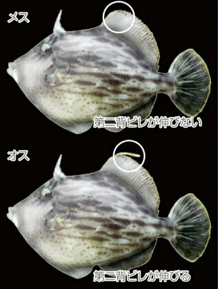 eychyfx6rxf3kmfd58nw_316_418-a135e269.jpg