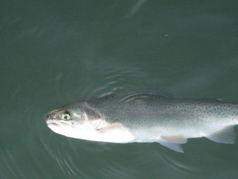 f2nikxg85nxt63j5bafm_480_480-7381409b.jpg