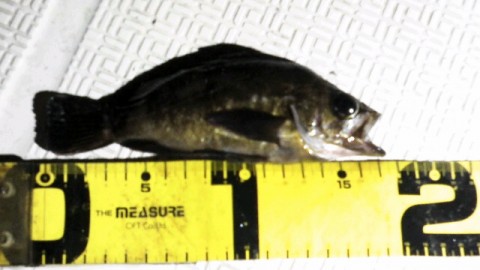 f2pgigvojk244pk8a2xr_480_270-c55ae362.jpg