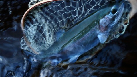 f3gmgeaumxb2fh9uvanp_480_480-b6c6d7ad.jpg