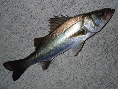 f3j59kxpx9v4yyecugc9_480_480-52ac0bb4.jpg