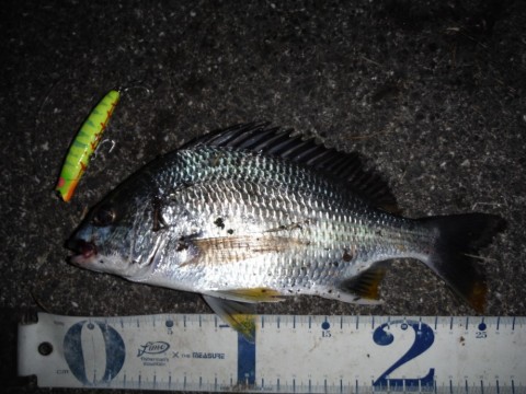 f3v65k9pov5ie4adupp6_480_480-64cdb9bc.jpg