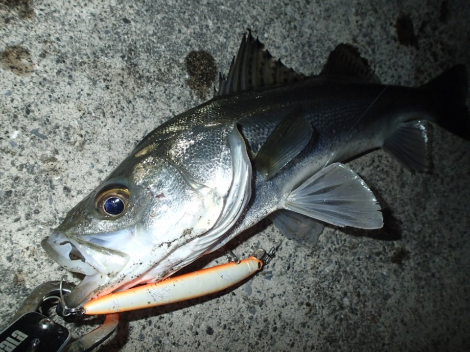 SEABASS STYLE in TOKYO】 都内河川バチ抜け爆釣 SEABASS STYLE in TOKYO】 都内河川バチ抜け爆釣