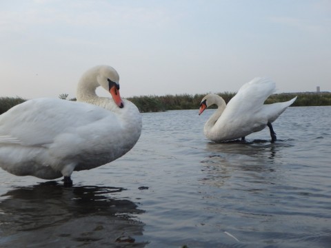 f4wz39mbmkifh899gnbz_480_480-4e6e3443.jpg