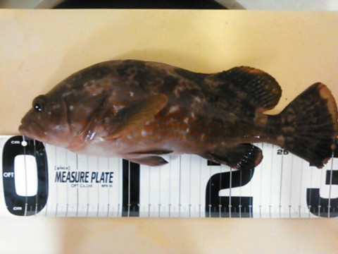 f5g37fb97izjcffcsaaj_640_480-4f467369.jpg