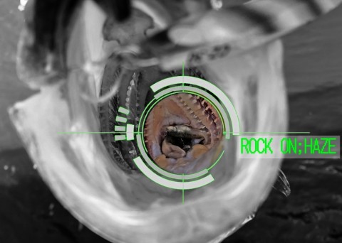 f5gzpyt86rjmffkdx2o8_480_480-c86bd4b9.jpg
