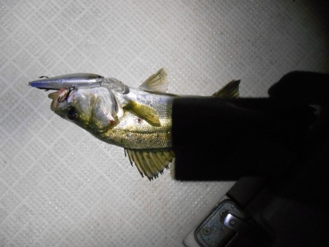 f5wyyvugntypjtrwvwci_480_480-d2d8d678.jpg