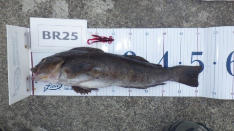 f66fmaj8nvoxoicj7usw_480_480-ac012305.jpg