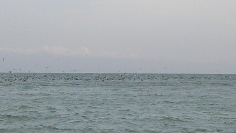 f6gt3eb45rgnwrfpek79_480_480-db8a089c.jpg
