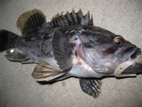 f6vwyuxjddbp8pm2xsi5_480_480-6f564023.jpg