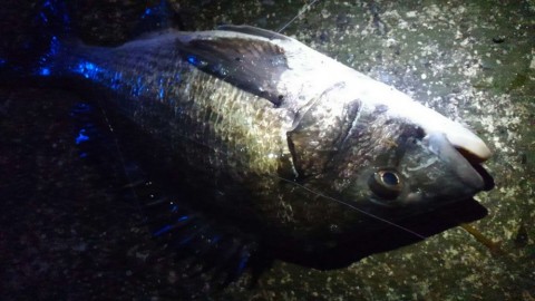 f7ngmv7ewawtksoptu89_480_480-81baa790.jpg