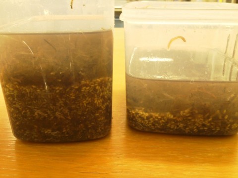 f7tjz28yahdcaxz9izcm_480_480-50d7cdeb.jpg