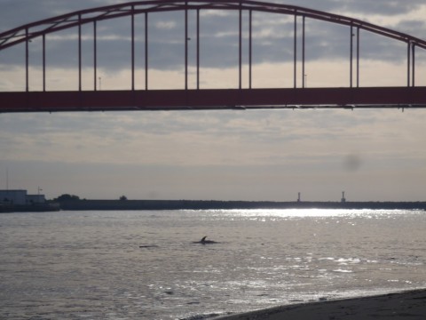 f8dwt9ga6gwd9jh6afeh_480_480-cf4e7940.jpg