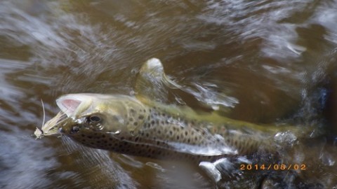 f8mee378k5oxwwz9bun7_480_480-edbc5478.jpg