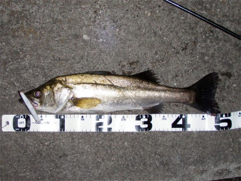 f8njx3yhbbvfkuudu78f_480_480-c87c6949.jpg