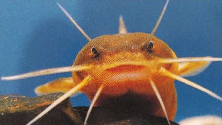 ツレナイfishing アカザの追憶