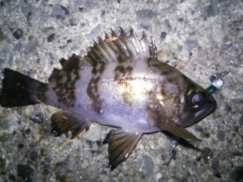 f9hohmgdstgri5yymmvg_920_690-d543c2d0.jpg