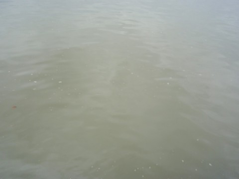 f9jigan9gjafsibff7w7_480_480-ad64324b.jpg