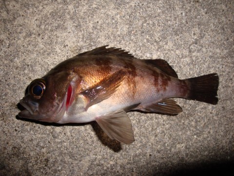 fSSQParmbuuHkwGmfRzg_480_480-eed64f93.jpg
