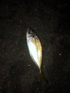 fagcnkdmcpanwdxfcadn_360_480-e7fa27c6.jpg