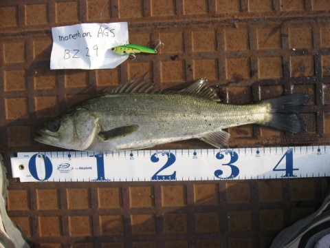 faypkaehiwvyae3u6sxx_480_480-f36a8e94.jpg