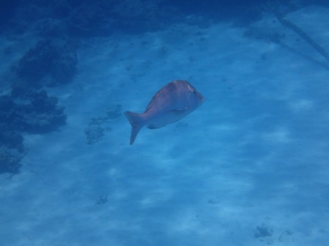 fbdjpigi67z93vpehcrj_480_480-5c28a536.jpg