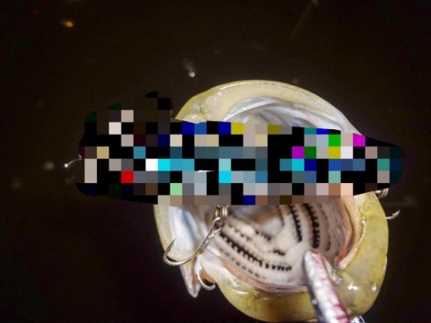 fcuggutmye5wyv7h9uex_480_480-166171f9.jpg