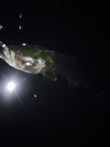fd8gm9538kksssuckjdj_690_920-54231d76.jpg
