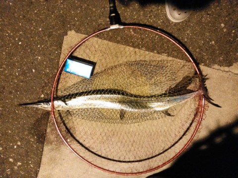 ffdyndfbk9mfs8ocod7i_480_480-14598aa8.jpg