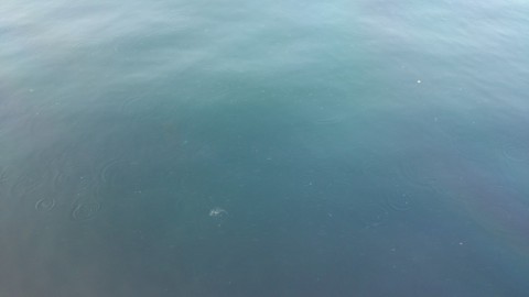 ffef44i9b86rcetgv7z5_480_480-fc040898.jpg
