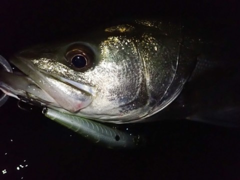 ffn656f9mtgrb8w2h8i6_480_480-d9ca5436.jpg