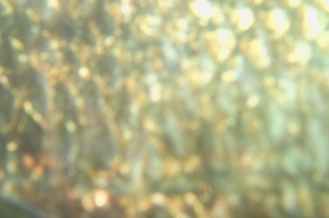 ffsgesahwbbudzwzxk2b_480_480-40085728.jpg