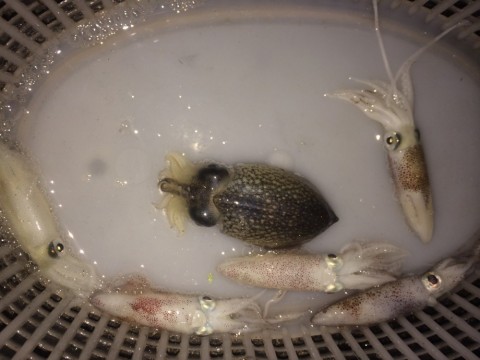 ffzcua28xc64kbg9pwo3_480_480-5b495964.jpg