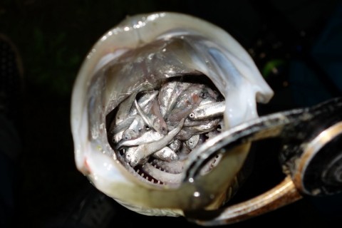 fggm2keipnsrdph8wvkm_480_480-51cfc06b.jpg