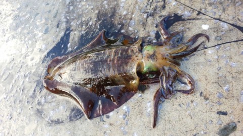 fguobagdudgzwexhaia9_480_480-5edb5489.jpg