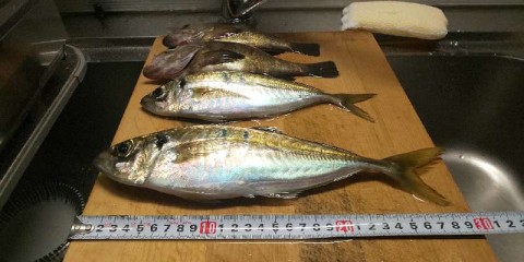 fhnokat9afkeiebvzm3v_480_480-9cd35c85.jpg
