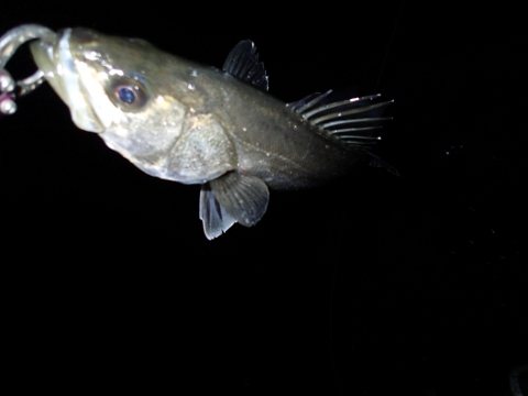 fhs9btg3pxsci4id4ssj-04d39586.jpg