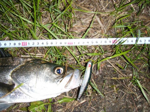 fikvtneh2ptyyeu55784_480_480-e3d1467b.jpg